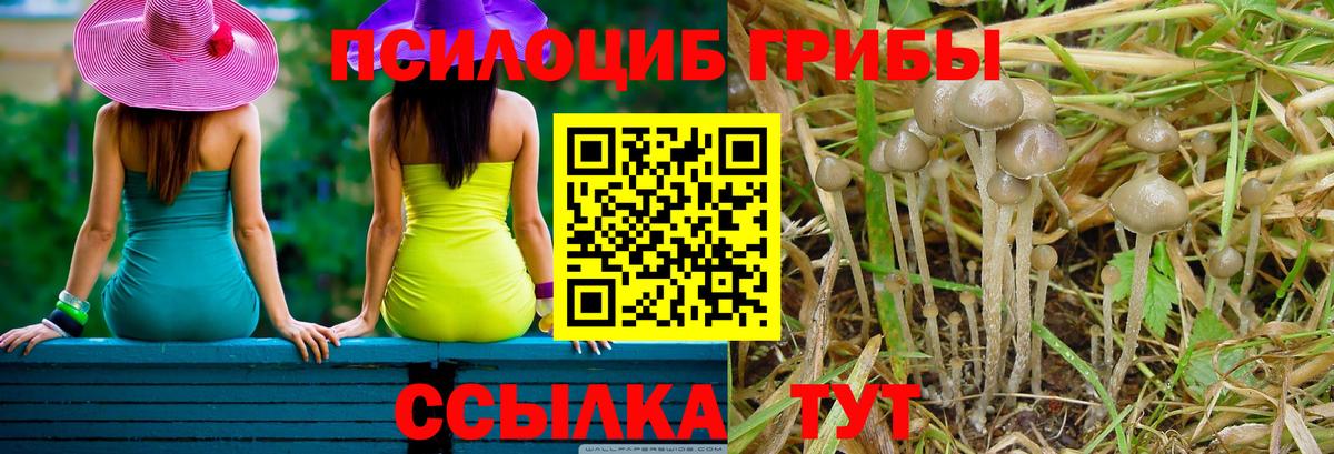 Псилоцибиновые грибы мицелий Михайловск